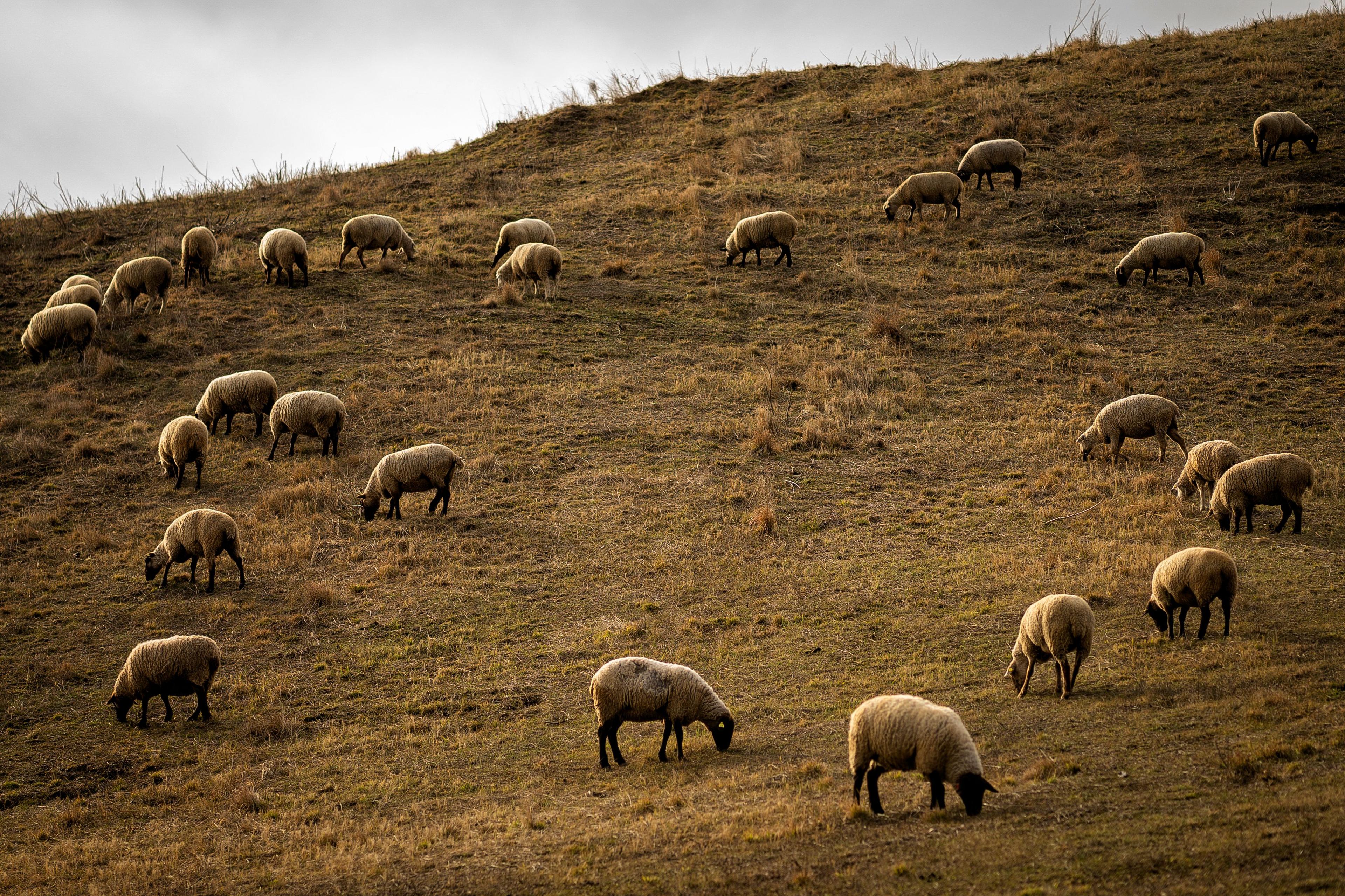 Climate and Nature-based Interventions in Livestock