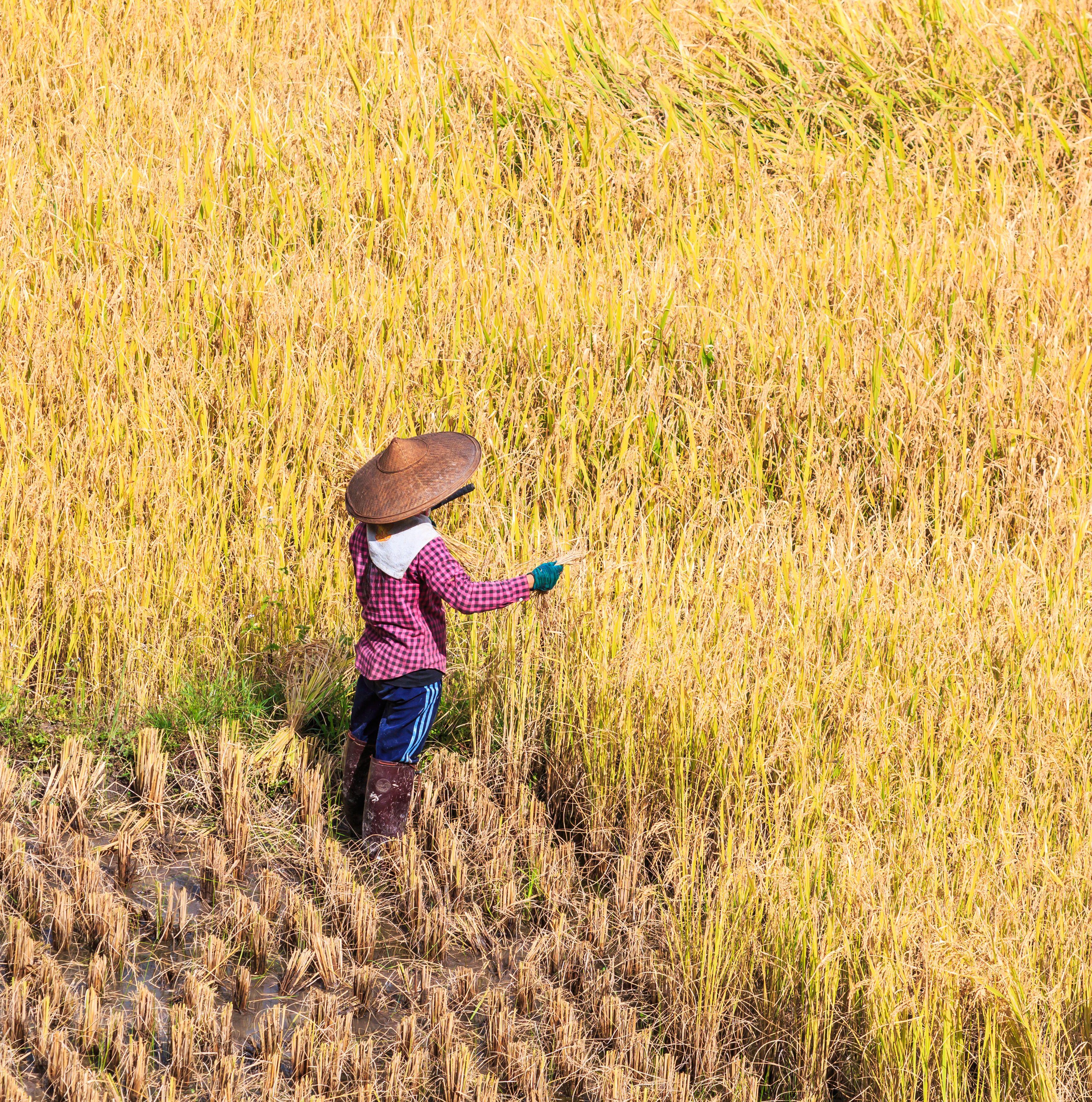 Can carbon finance work for smallholder agriculture?