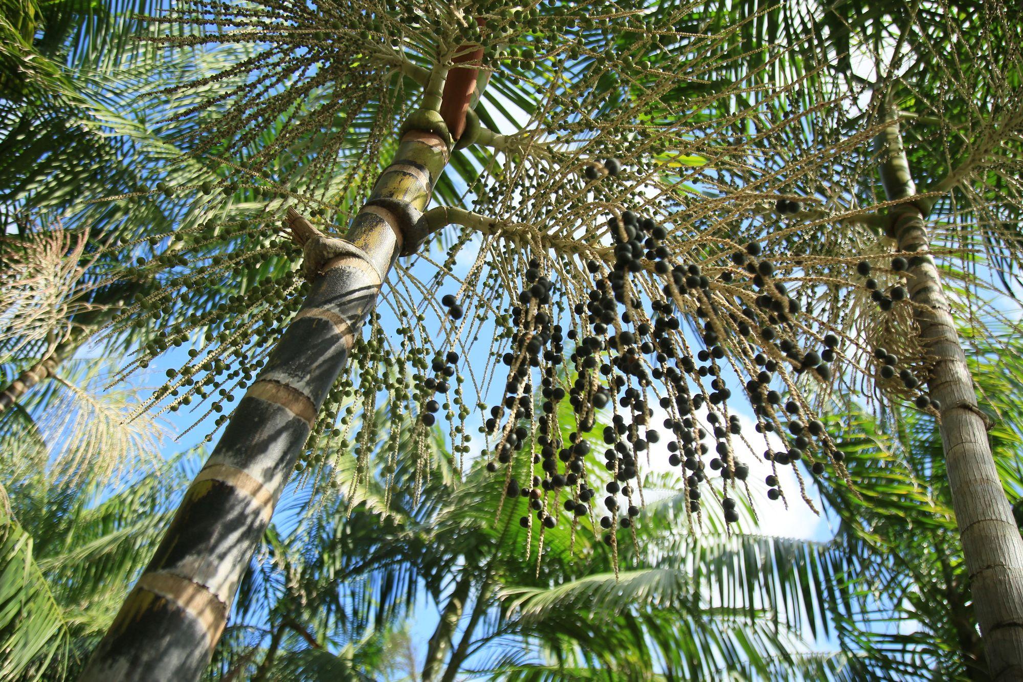 Blending Climate Finance for Latin America's Agrifood Systems