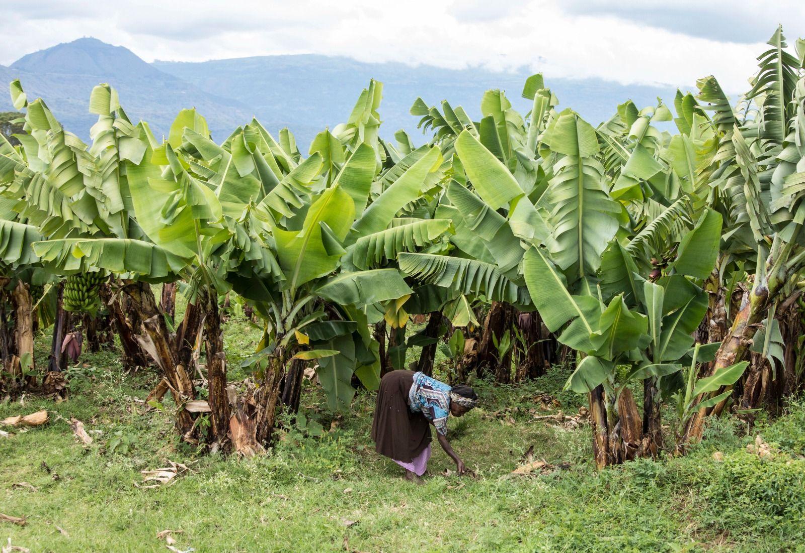 Landscape of Technical Assistance to Agri-SMEs