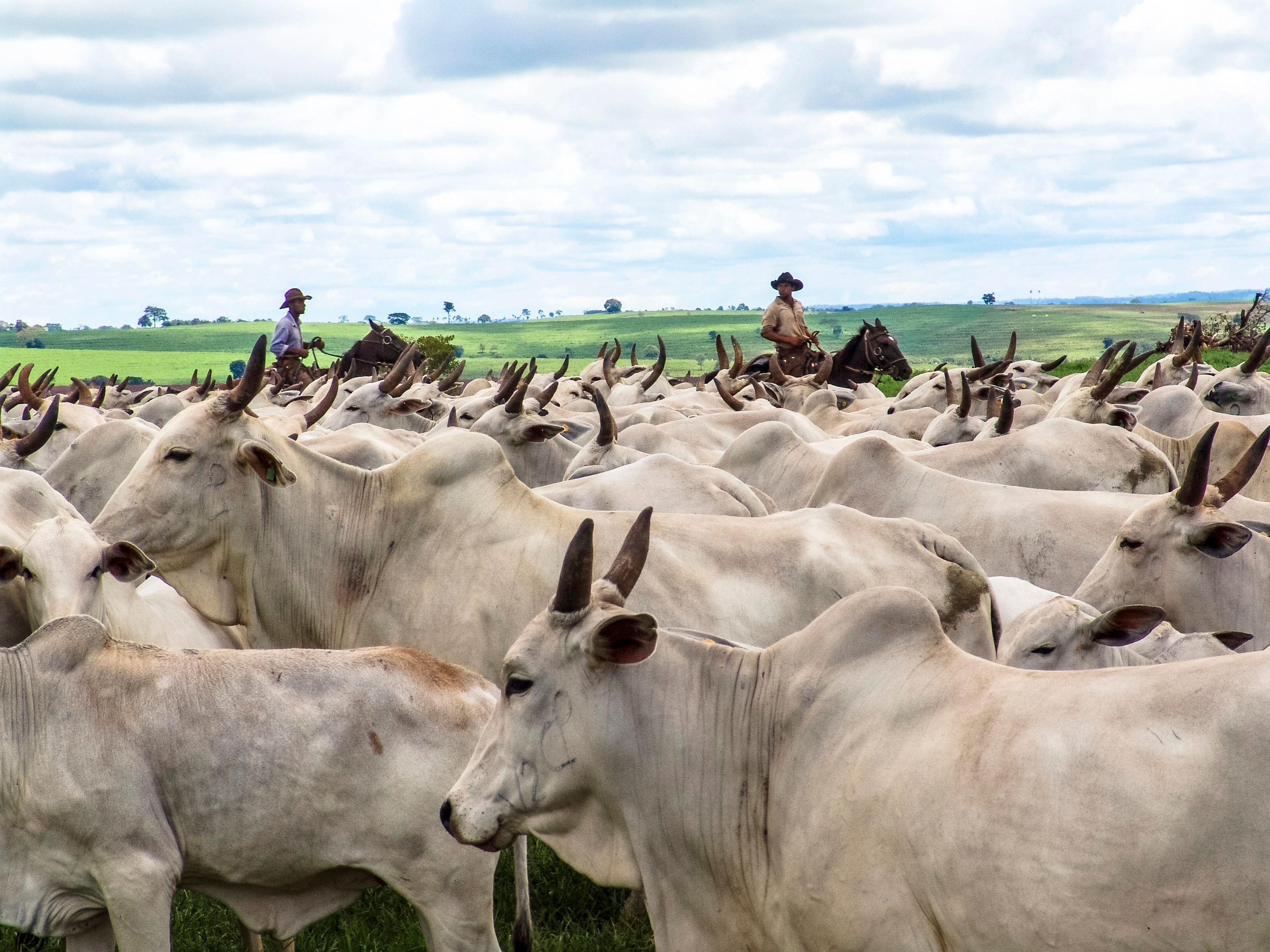 Climate Finance Roadmap for Livestock in Latin America and the Caribbean